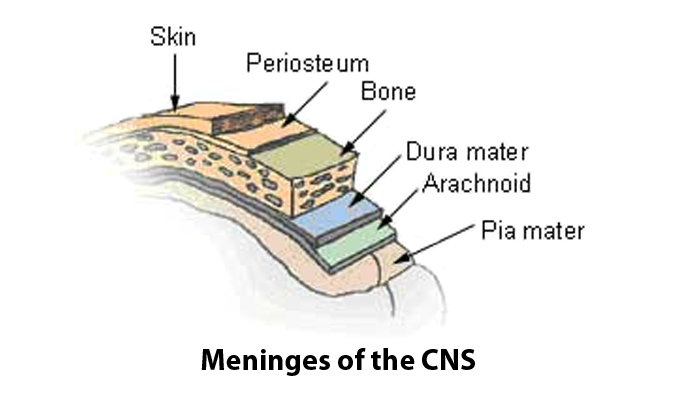 meninges compression fibromyalgia pain